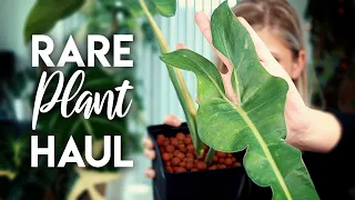 Rare Plant Haul | Some Plant Dupes!