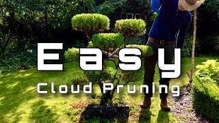 Cloud Tree Pruning: how my cloud tree came to be ? #cloudtreetrimming #cloudpruning #topiarytree