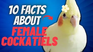 10 Things You Didn't Know About Female Cockatiels