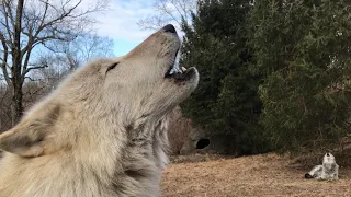 Closeup Encounter with Howling Wolf