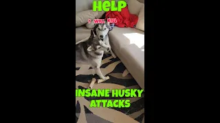 👑QUEEN KAI the HUSKY has SPOKEN👑RUDE TALKING SASSY DOG ATTACKS #shorts #dog #pets #husky #doglover