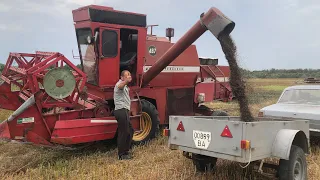 Казали сій гречку будеш мати гроші. Жнива гречки комбайном Massey Ferguson 487