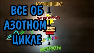 АЗОТНЫЙ ЦИКЛ. ВЕСЬ МЕХАНИЗМ КАК ОН ЕСТЬ