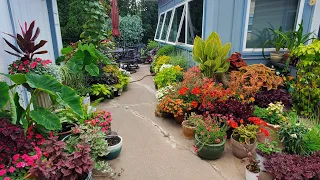 July Container Patio Garden, Colorblocking Annual Plants, Minnesota Zone 4