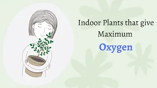 Indoor Plants that give Maximum Oxygen | Plants for better sleep | Clean Indoor Air  #Shorts