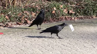 DER RABE MIT DEM JOGHURTBECHER! Unglaublich clever der Vogel! intelligent crow opens plastic