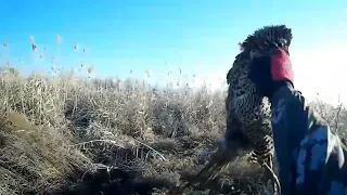 Охота на фазана лучшие моменты