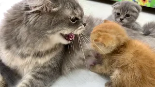Ginger kitten's first meeting with the cat🐈 Will she feed him or not?