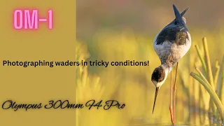 OM-1 and Olympus 300mm F4 | Photographing waders in challenging conditions | Hit or Miss?