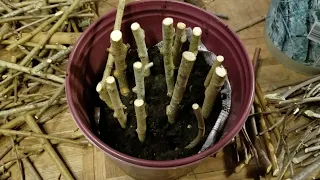 Get your own Mulberry Fruit Trees!!!  Rooting Mulberry Hardwood Cuttings, Morus rubra.