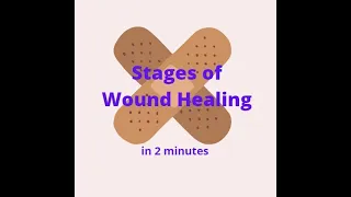 Stages of Wound Healing in 2 mins!