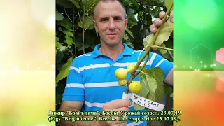 Инжир "Брайт дама". Сезон 2019 (Figs "Bright dame". Season 2019)