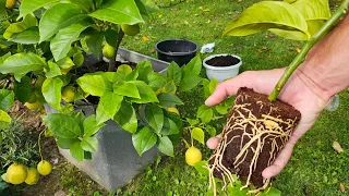 How to easily propagate a lemon?