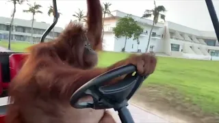 Orangutan Drives a Golf Cart (Life Could Be a Dream)