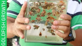 HOW TO GROW YOUR GOLDFISH FASTER  ( FINALLY  SECRETS REVEALED)
