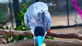 I interviewed animals with a tiny mic 3