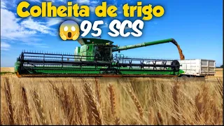 TRIGO DE ALTO RENDIMENTO | 95 SACOS POR HECTARES  💪🌾 colheitadeira agrícola john Deere