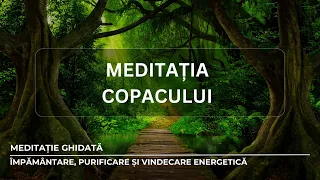 MEDITAȚIA COPACULUI - MEDITAȚIE GHIDATĂ PENTRU ÎMPĂMÂNTARE, RECALIBRARE ȘI VINDECARE ENERGETICĂ