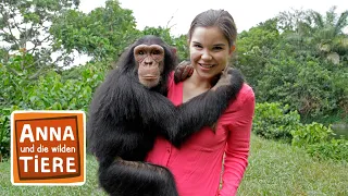 Schlau wie die Schimpansen | Reportage für Kinder | Anna und die wilden Tiere