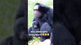 Кого-то вызывает 😂😂😂#обезьяна #крик #зазывала