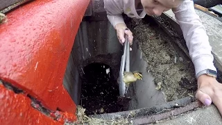 🦆 WOMAN CLIMBS IN SEWER TO SAVE 12 BABY DUCKLINGS WITH SALAD TONGS! 🥗