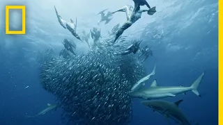 Sardine Feeding Frenzy | 50 Shades of Sharks