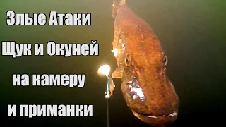 Рыбалка - спиннинг🎣 Большие Щуки и Окуни Атакуют приманки🐟 и подводные камеры📽️ Подводная съёмка