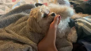 Cute dog licking
