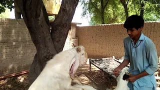 Goat meeting try first time village in animal meeting