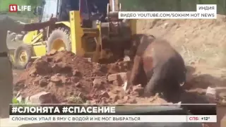 Чудесное спасение слоненка попало на видео