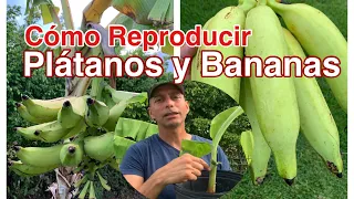 Como Reproducir la Planta de Plátanos