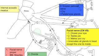 Cranial nerve VII