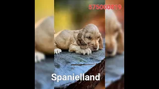 Spanielland - Cocker Spaniel Angielski. Cudownie szczeniaki .Stowarzyszenie miłośników zwierząt Domi