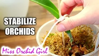 How to stabilize Orchids with no (or very few) roots - Common ways and materials