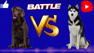 Лабрадор против сибирской хаски!!! ANIMALS BATTLE BIT.