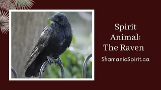 Animal Spirit Guide: The Raven (Shamanic Power Animal). Raven Symbolism