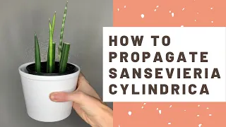 How to Propagate Sansevieria cylindrica | African Spear Snake Plant