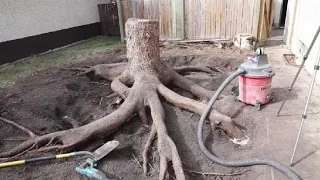 Tree Stump Removal: Removing the stump from my 48 foot spruce tree with a vacuum