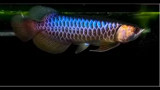 Best Top 10 Malaysian Golden Arowana Fish (Black Golden Arowana, Green Arowana, Purple Arowana)