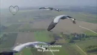 VITAS - Strigatul Cocorului / Crane's Crying (Lyrics) / КРИКОМ ЖУРАВЛИННЫМ