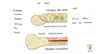 Las aves. Características generales