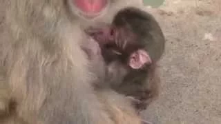 Baby monkey 1day old on 7/20/2015 at Kushiro zoo No.10