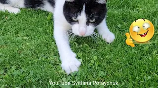 Funny Cats! Максимум позитива! Кот в доме радость! Смешной чёрно-белый котик  весело играет с веткой