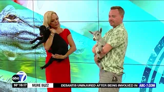 Goats take over ABC7 weather