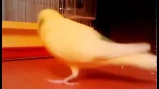 Дрессированный попугай Кеша