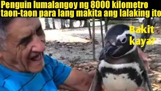 Penguin taon-taon lumalangoy ng 8000 kilometro para lang makita ang lalaking ito