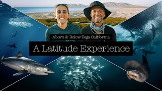 Above & Below Baja California - A Latitude Encounter (Marlins, Sea Lion,  Baitball, Whales, Mobulas)