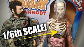 12" G.I. Joe Scale Human Anatomy Model Kit | Excellent Accessory For 1/6th Scale Dioramas!