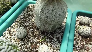 Выставка кактусов, адениумов и других суккулентных растений. Astrophytum astereus super   Kabuto.