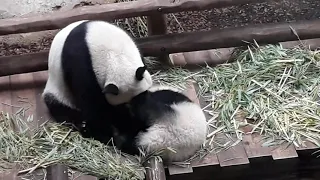 maman et son bébé panda joue